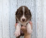 Small Photo #2 Australian Shepherd Puppy For Sale in ROBERTS, IL, USA