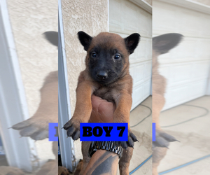 Belgian Malinois Puppy for sale in LANCASTER, CA, USA