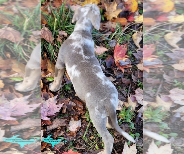 Medium Photo #6 Catahoula Leopard Dog Puppy For Sale in MORAN, MI, USA