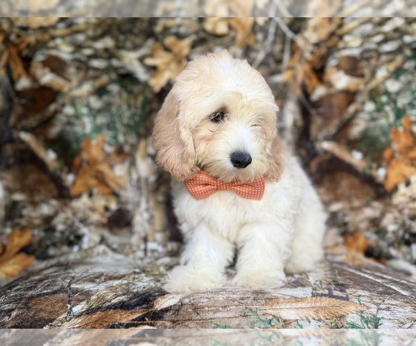 Medium Photo #2 Cock-A-Poo Puppy For Sale in LAKELAND, FL, USA