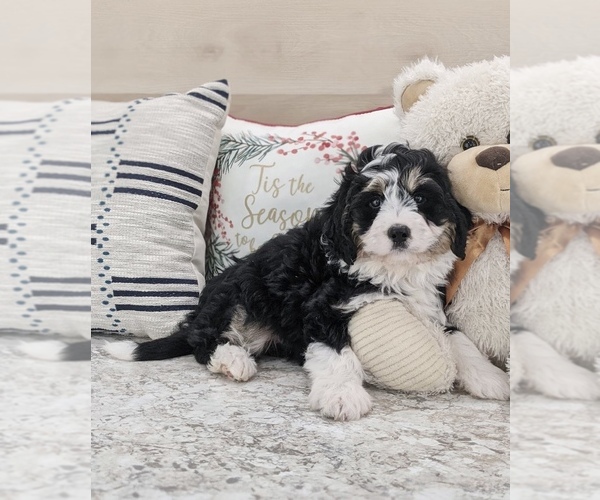 Medium Photo #5 Miniature Bernedoodle Puppy For Sale in NORTH LAWRENCE, OH, USA