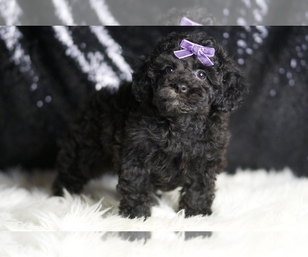 Medium Photo #1 Poodle (Toy) Puppy For Sale in WARSAW, IN, USA