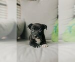 Small #2 American Staffordshire Terrier-Boston Terrier Mix