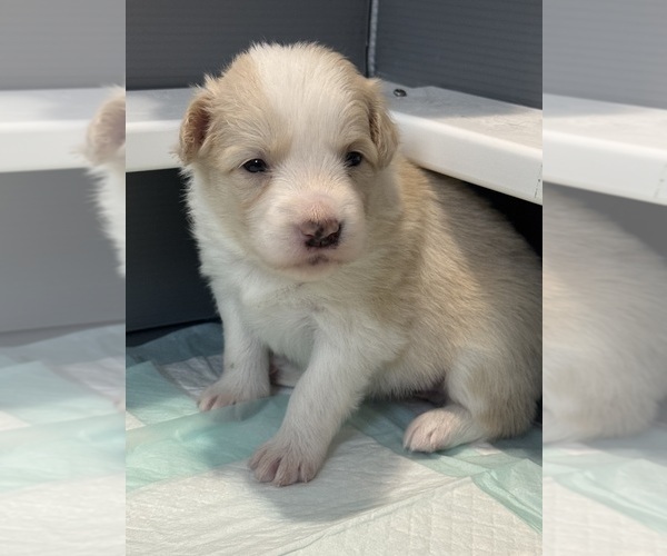 Medium Photo #1 Border Collie Puppy For Sale in JACKSON, MI, USA