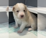 Small Border Collie