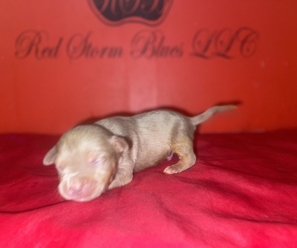 Medium Photo #3 American Bully Puppy For Sale in TRENTON, NJ, USA