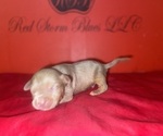 Small #2 American Bully