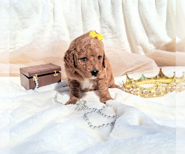 Medium Photo #27 Goldendoodle (Miniature) Puppy For Sale in GASTONIA, NC, USA