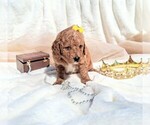 Small Photo #27 Goldendoodle (Miniature) Puppy For Sale in GASTONIA, NC, USA