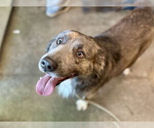 Golden Retriever-Unknown Mix Dogs for adoption in Tavares, FL, USA