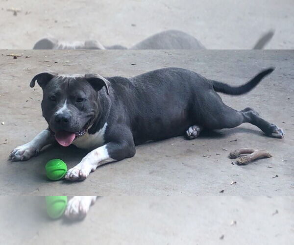 Medium Photo #3 Mutt Puppy For Sale in Greenville, SC, USA