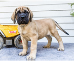 Puppy Max Mastiff