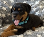 Small #5 Rottweiler