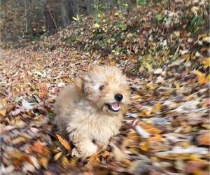 Poodle (Toy) Puppy for sale in GREENEVILLE, TN, USA