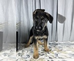 Small Photo #7 German Shepherd Dog Puppy For Sale in GREENWOOD, IN, USA