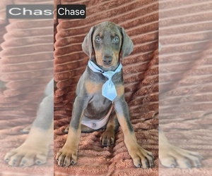 Doberman Pinscher Puppy for Sale in ALBANY, Ohio USA