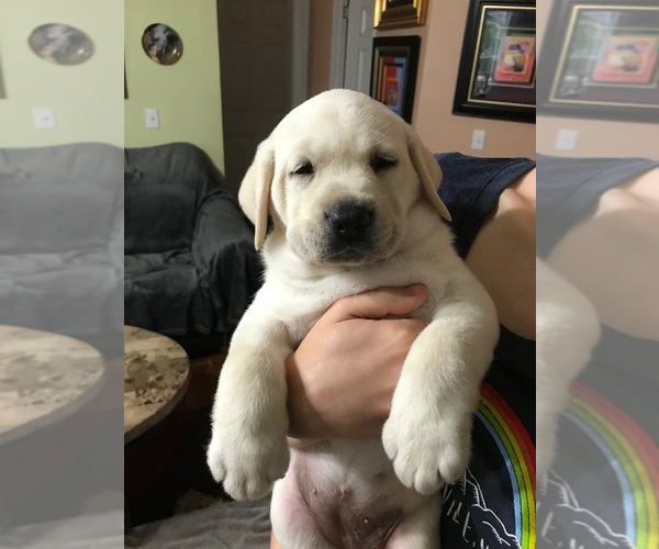 Medium Photo #5 Labrador Retriever Puppy For Sale in KITTRELL, NC, USA