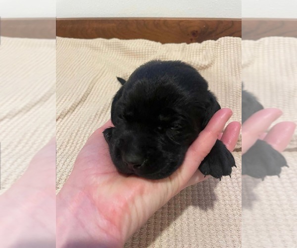 Medium Photo #2 Labrador Retriever Puppy For Sale in BARRON, WI, USA