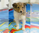 Small Photo #5 Shetland Sheepdog Puppy For Sale in MILWAUKEE, WI, USA