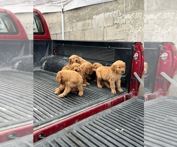 Medium Photo #4 Golden Retriever Puppy For Sale in SAN DIEGO, CA, USA
