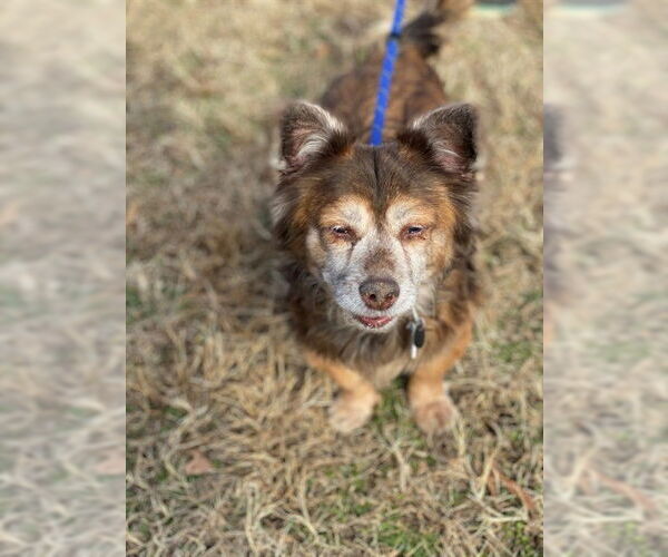 Medium Photo #1 Chihuahua Puppy For Sale in Forestville, MD, USA