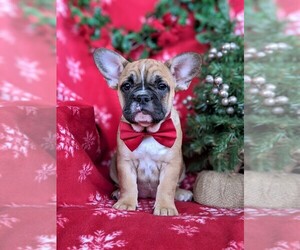 Beabull-French Bulldog Mix Puppy for sale in PEACH BOTTOM, PA, USA