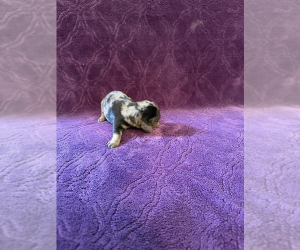 Medium Photo #1 Dachshund Puppy For Sale in BLMGTN, IN, USA
