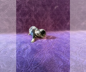 Medium Dachshund