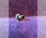 Puppy Izzy Dachshund