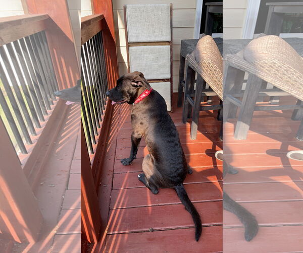 Medium Photo #18 Boxador Puppy For Sale in Holly Springs, NC, USA