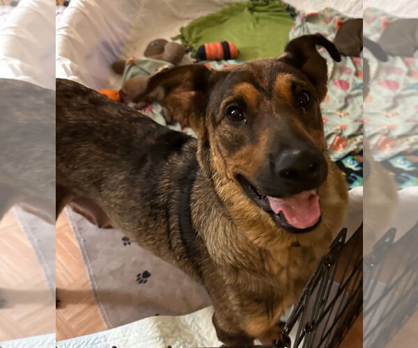 Medium Photo #1 Mutt Puppy For Sale in Farmington, MN, USA