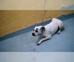 Mutt Dogs for adoption in Tulsa, OK, USA