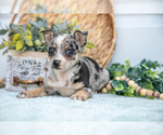 Small Photo #23 Chihuahua Puppy For Sale in FREDERICKTOWN, OH, USA
