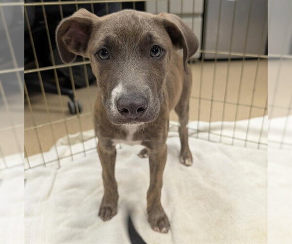 Medium Photo #1 Mutt Puppy For Sale in Plano, TX, USA