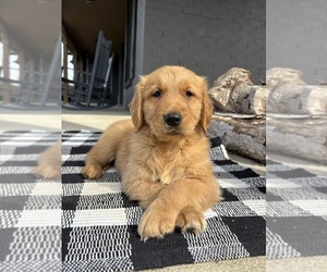 Golden Retriever Puppy for sale in INDIANAPOLIS, IN, USA