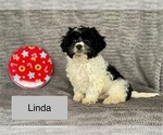 Small #3 Cavachon