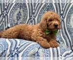 Small Photo #15 Miniature Labradoodle Puppy For Sale in LAKELAND, FL, USA