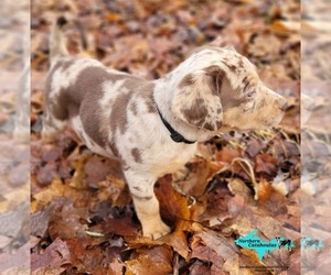 Catahoula Leopard Dog Puppy for sale in MORAN, MI, USA
