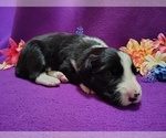 Small #7 Border Collie