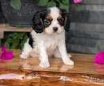Small #1 Cavalier King Charles Spaniel
