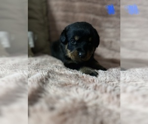 Rottweiler Puppy for sale in PEVELY, MO, USA