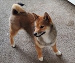 Small Photo #1 Shiba Inu Puppy For Sale in PERHAM, MN, USA