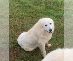 Mother of the Great Pyrenees puppies born on 12/16/2021