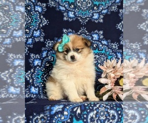 Pomeranian Puppy for sale in CHRISTIANA, PA, USA