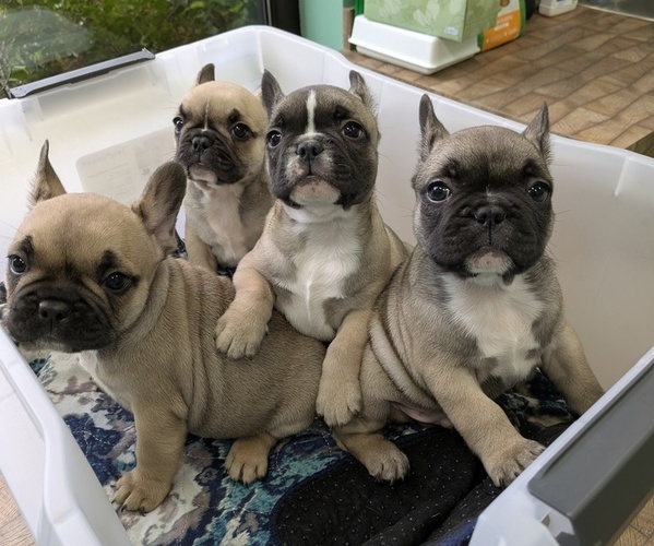 Medium Photo #1 French Bulldog Puppy For Sale in MORGANTOWN, PA, USA