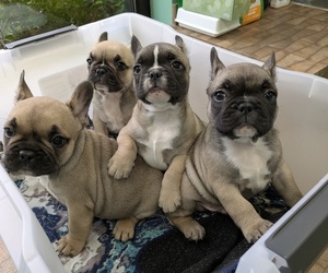 French Bulldog Litter for sale in MORGANTOWN, PA, USA