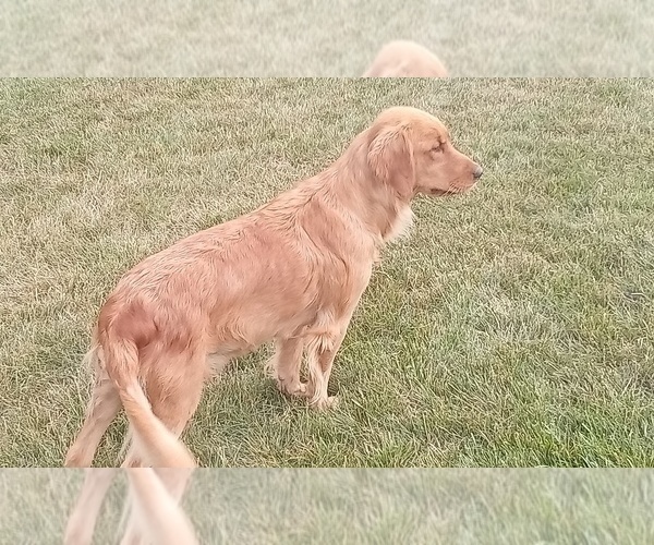 Medium Photo #1 Golden Retriever Puppy For Sale in SINGERS GLEN, VA, USA