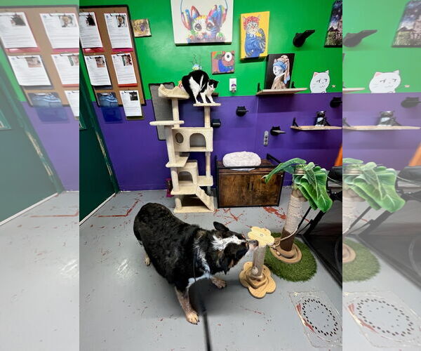 Medium Photo #2 Mutt Puppy For Sale in Winter Park, CO, USA