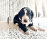 Small Photo #9 Australian Cattle Dog-Poodle (Standard) Mix Puppy For Sale in ROCK, WV, USA