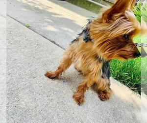 Yorkshire Terrier Puppy for sale in FORT WASHINGTON, MD, USA